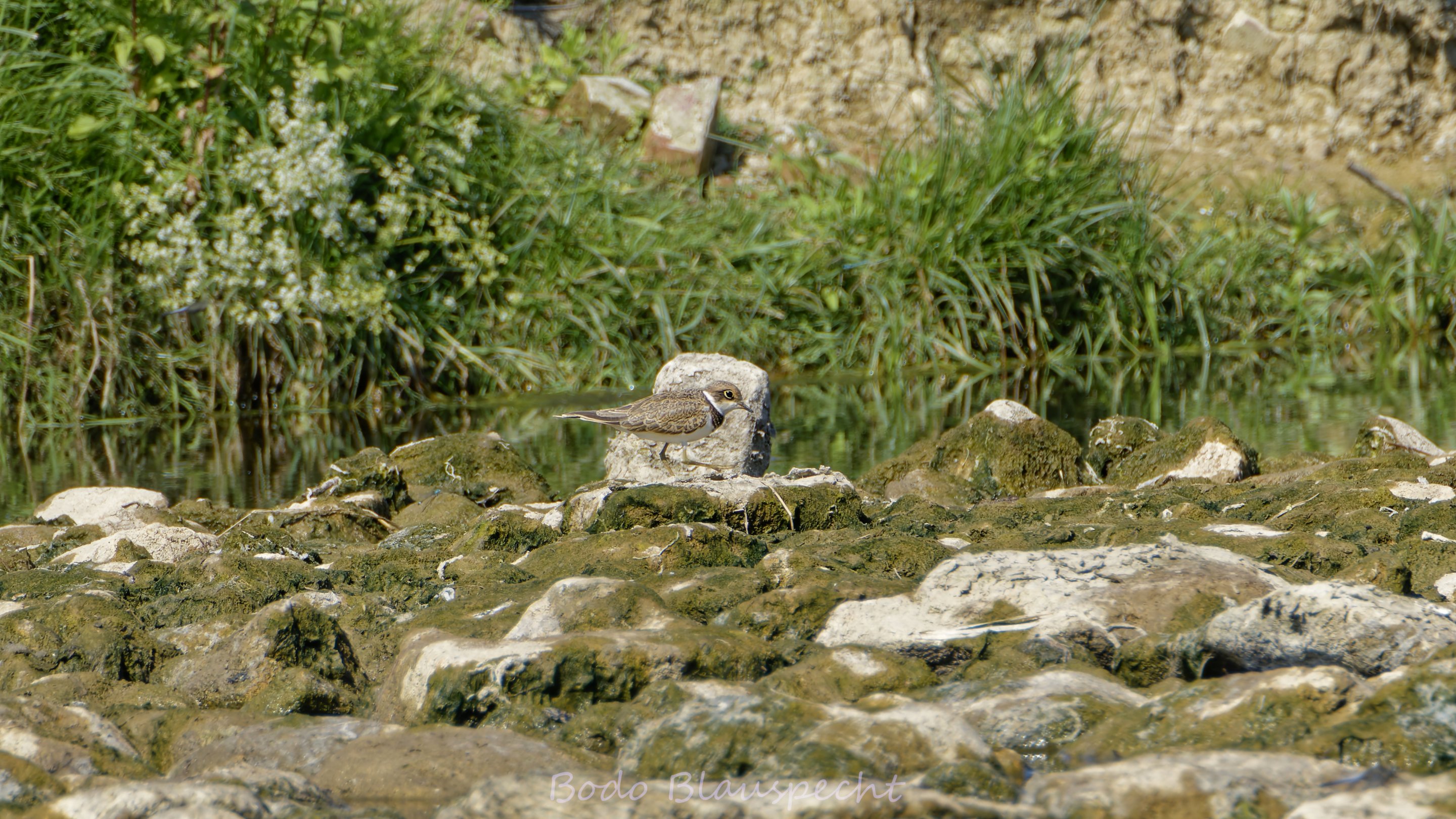Flußregenpfeiffer   Steveraue   006 2019.06.28 16.59.23 HQ